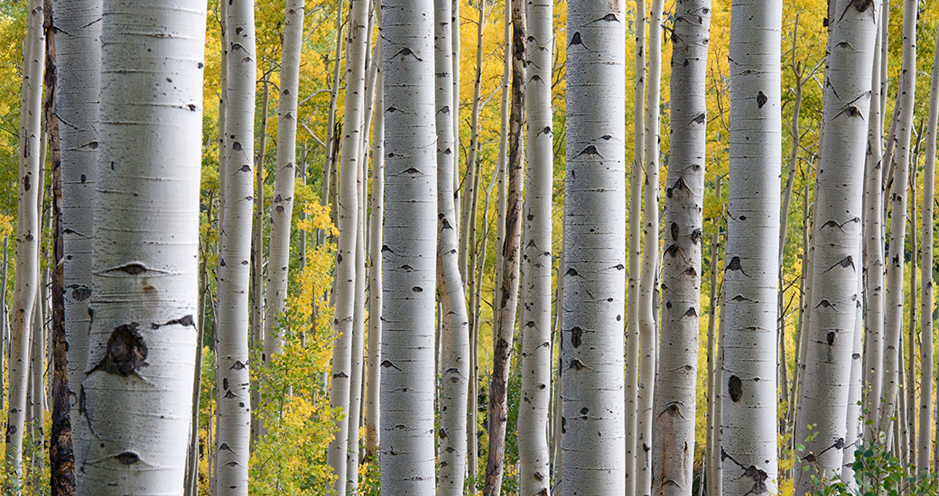 forest of birch trees